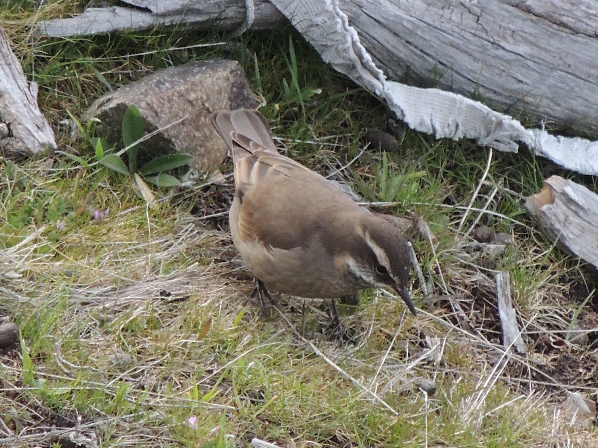 Buff-winged Cinclodes - ML642764721