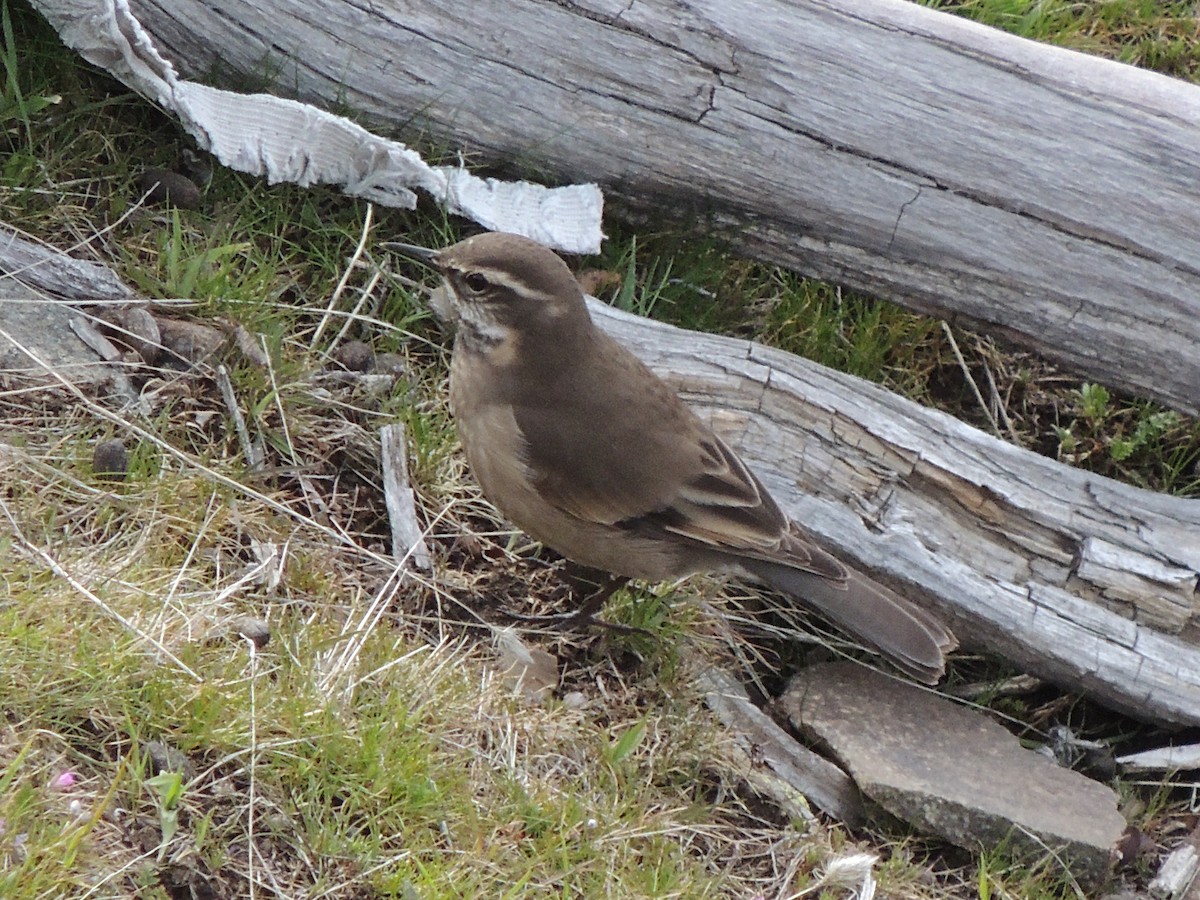 Buff-winged Cinclodes - ML642764722