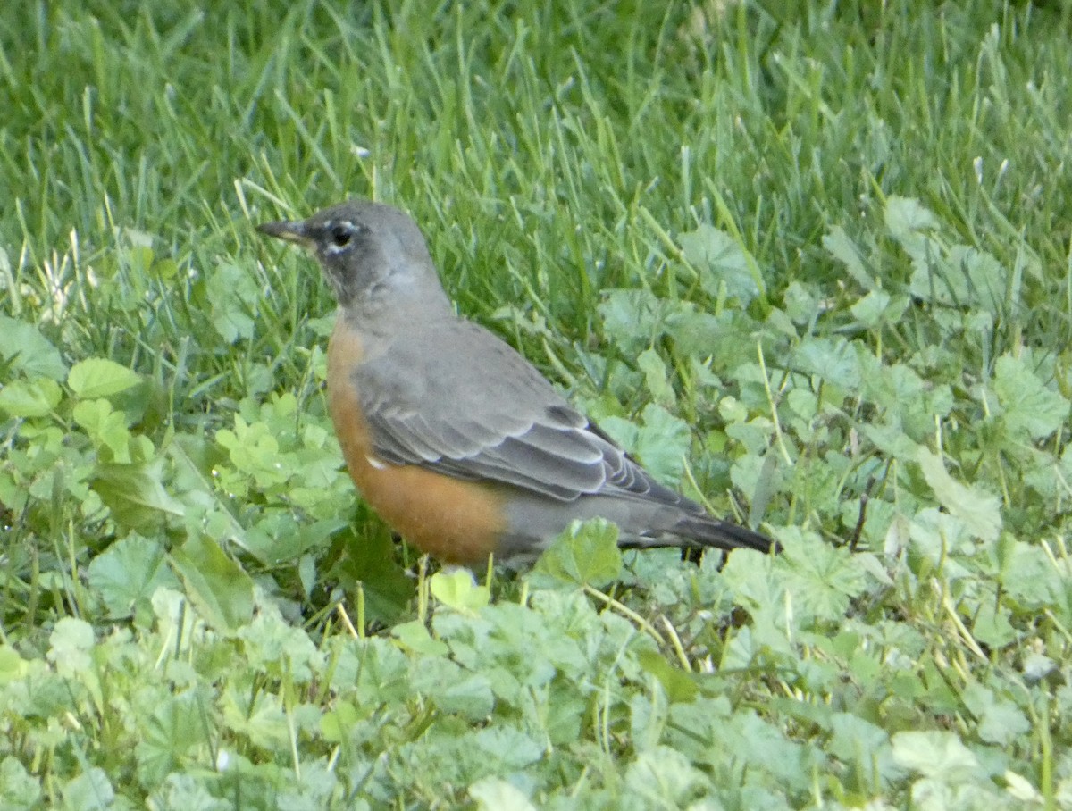 American Robin - ML642764729