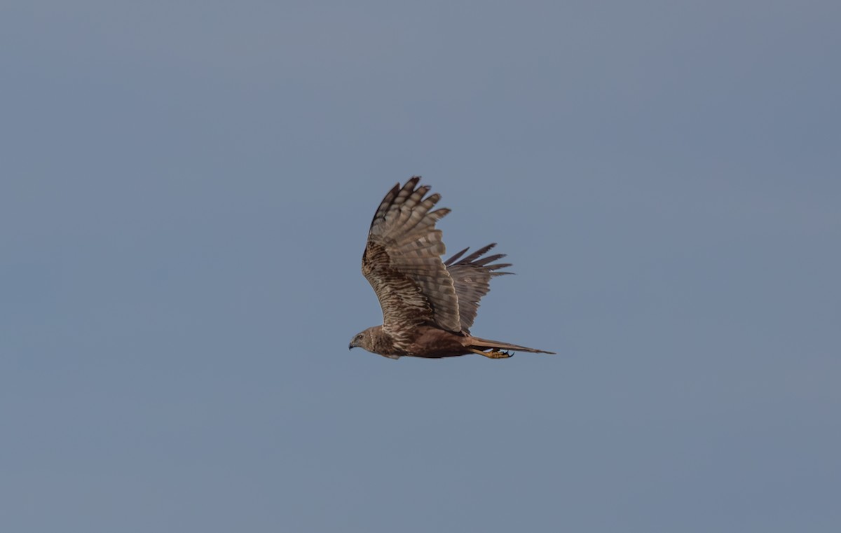 African Marsh Harrier - ML642764734