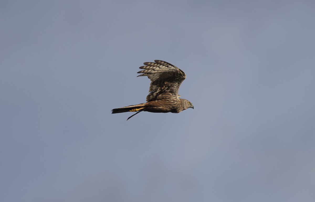 African Marsh Harrier - ML642764736