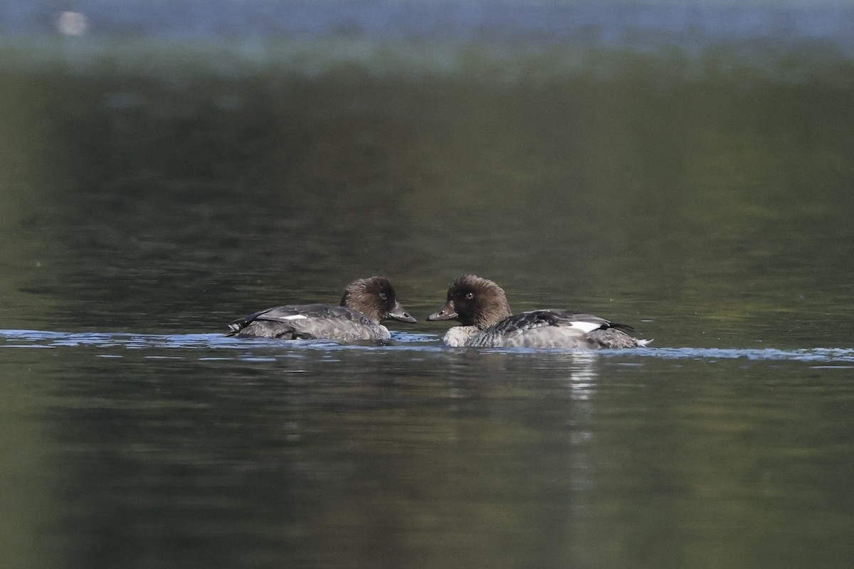 Barrow's Goldeneye - ML642764738