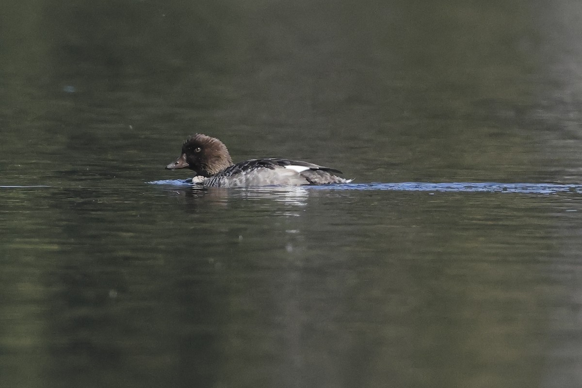Barrow's Goldeneye - ML642764739