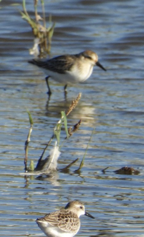 Western Sandpiper - ML642764750
