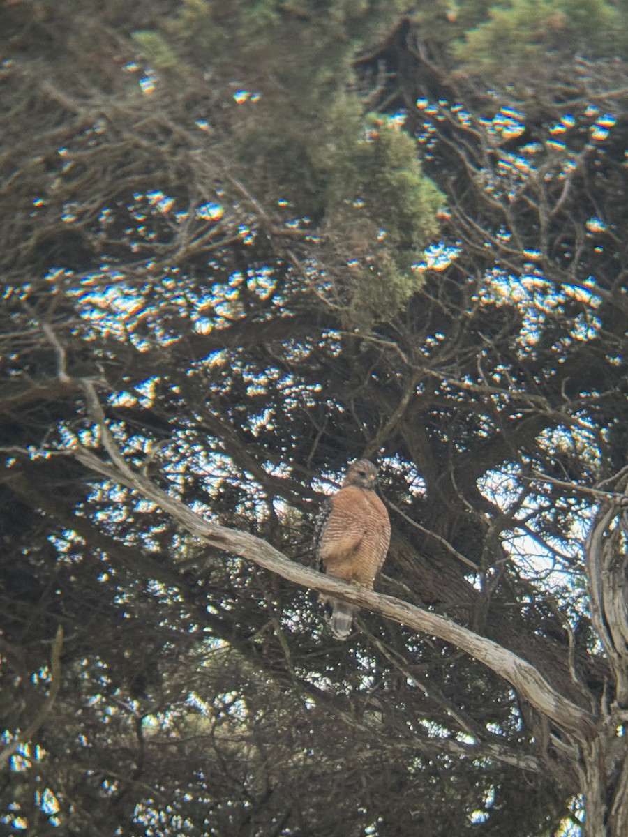 Red-shouldered Hawk - ML642764751