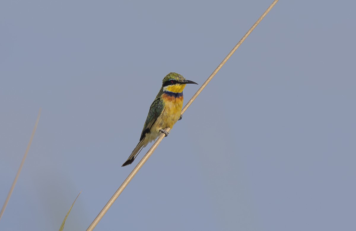 Blue-breasted Bee-eater - ML642764752