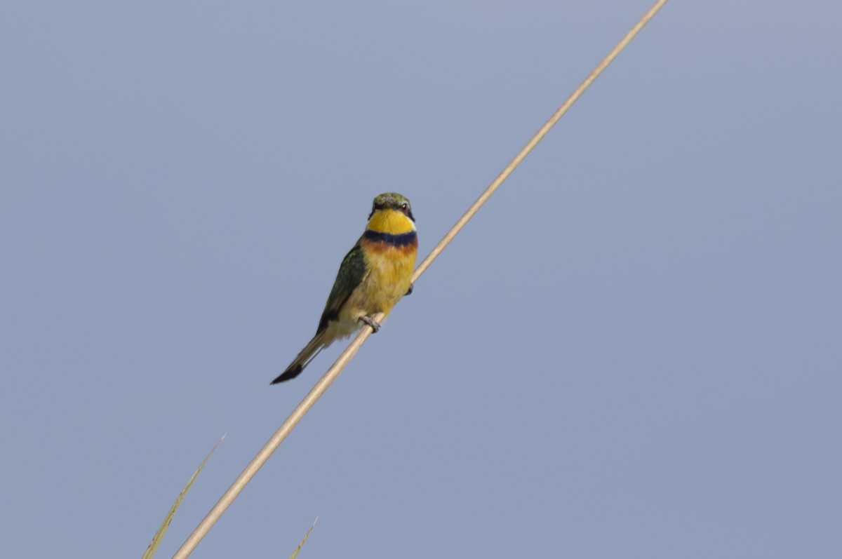 Blue-breasted Bee-eater - ML642764753
