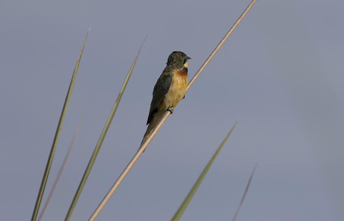 Blue-breasted Bee-eater - ML642764754