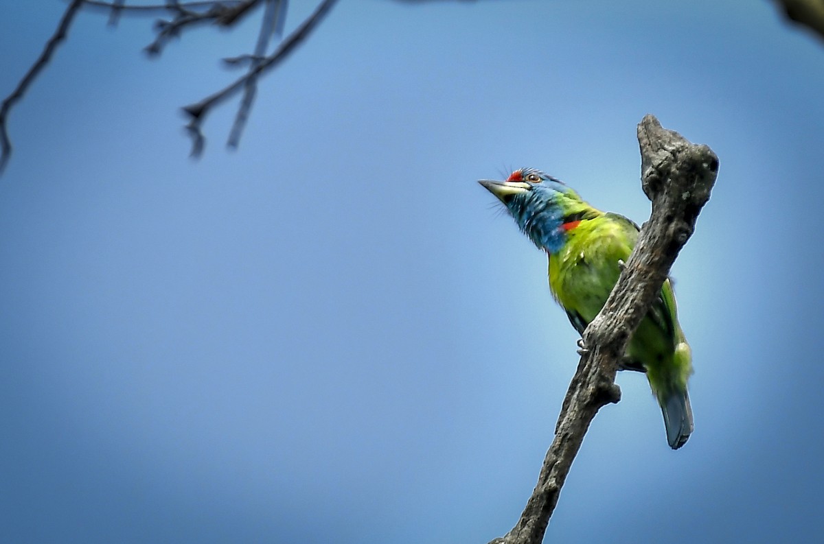 Blue-throated Barbet - ML642764755