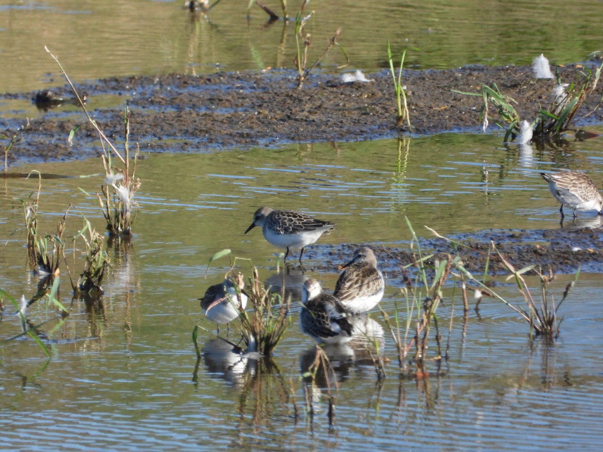 Semipalmated Sandpiper - ML642764765