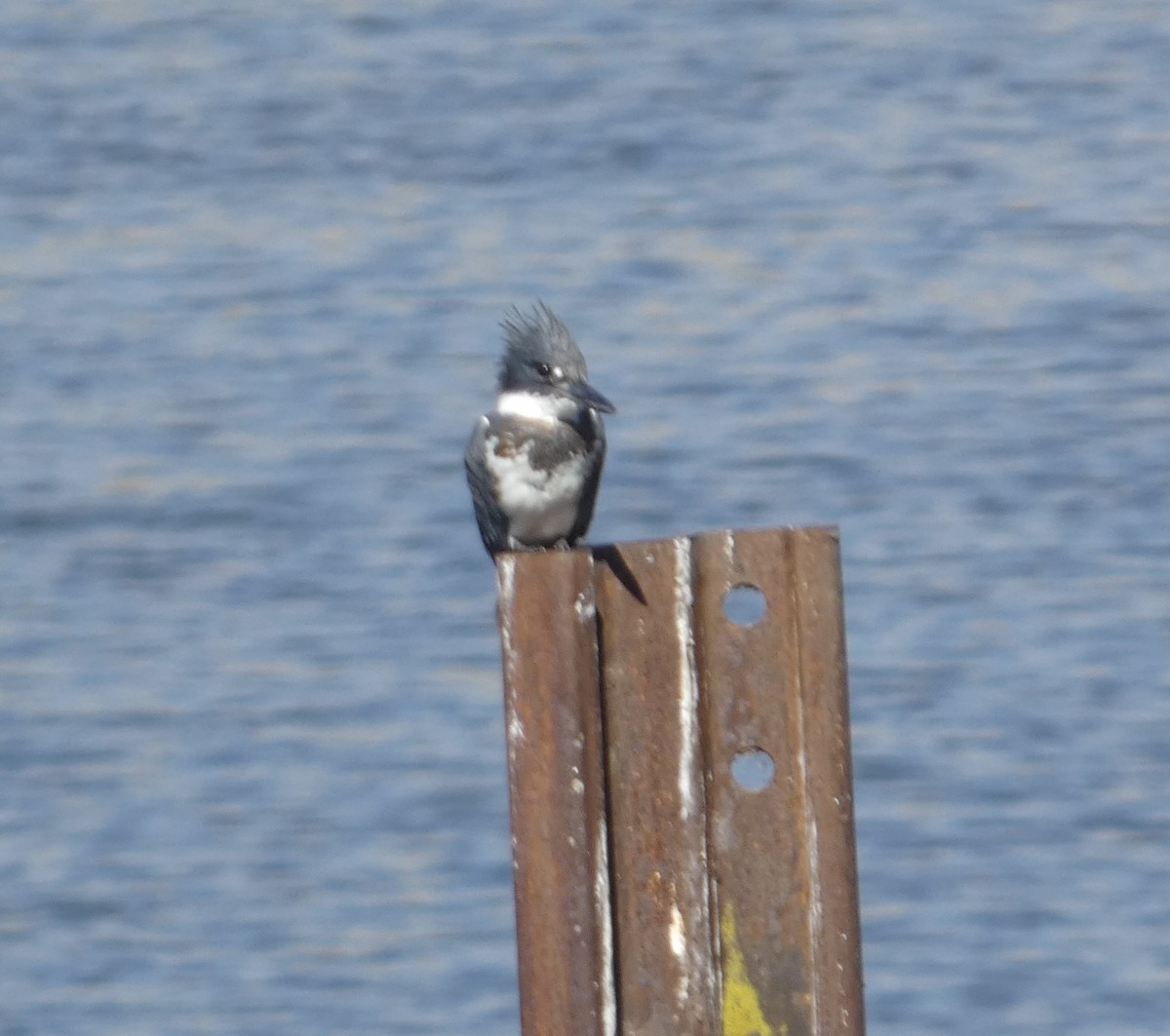 Belted Kingfisher - ML642764769