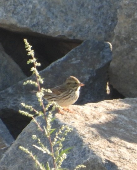 Swamp Sparrow - ML642764777