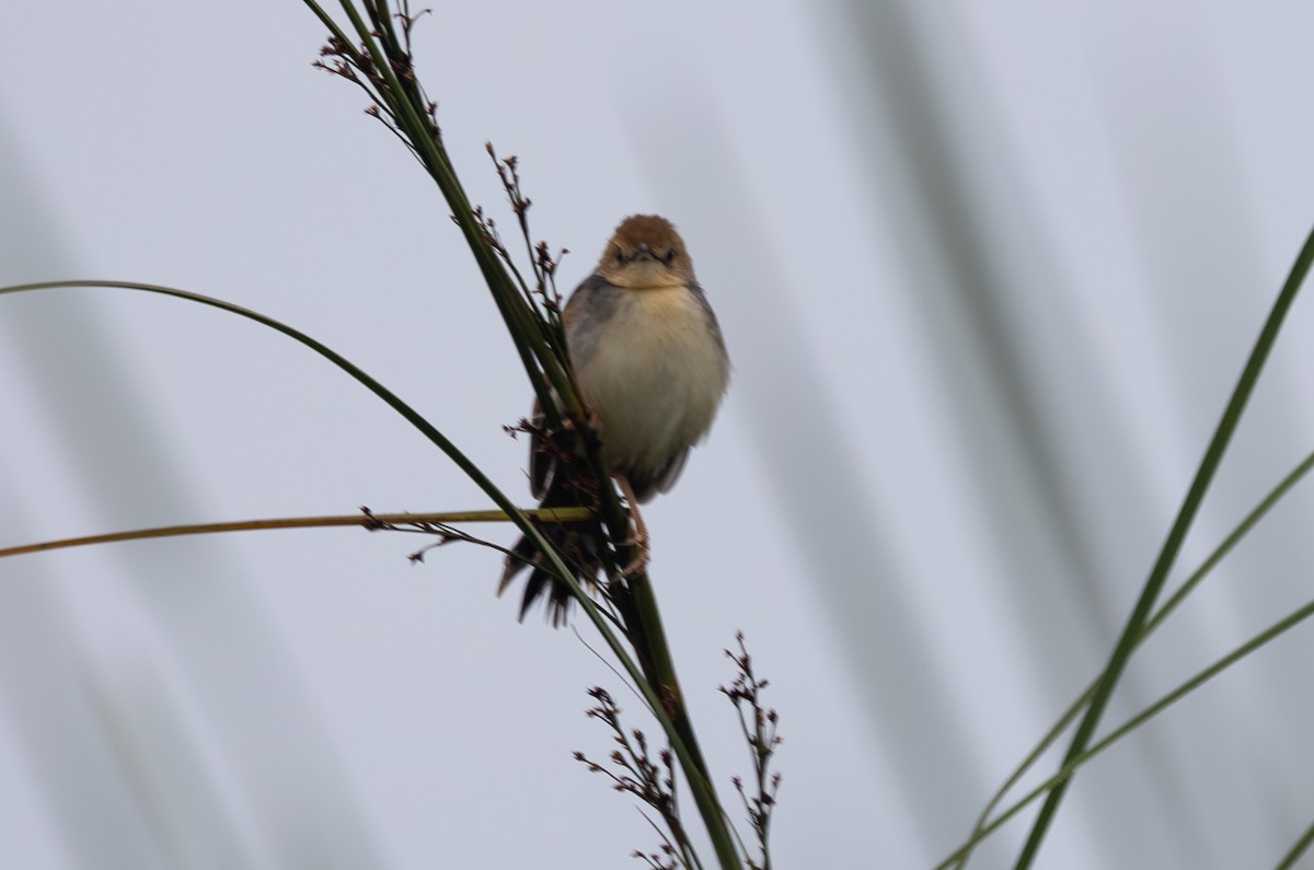 Red-faced Cisticola - ML642764782