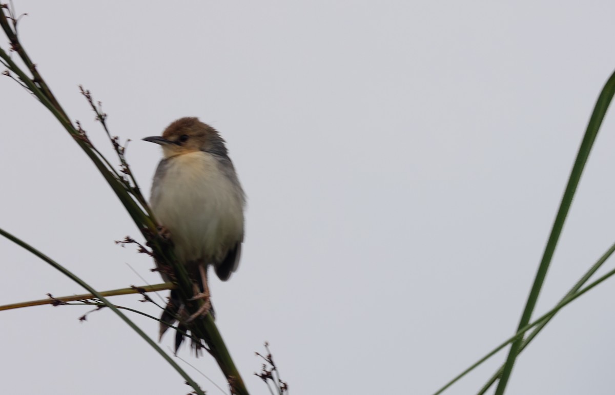 Red-faced Cisticola - ML642764783