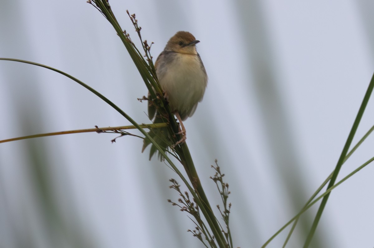 Red-faced Cisticola - ML642764784