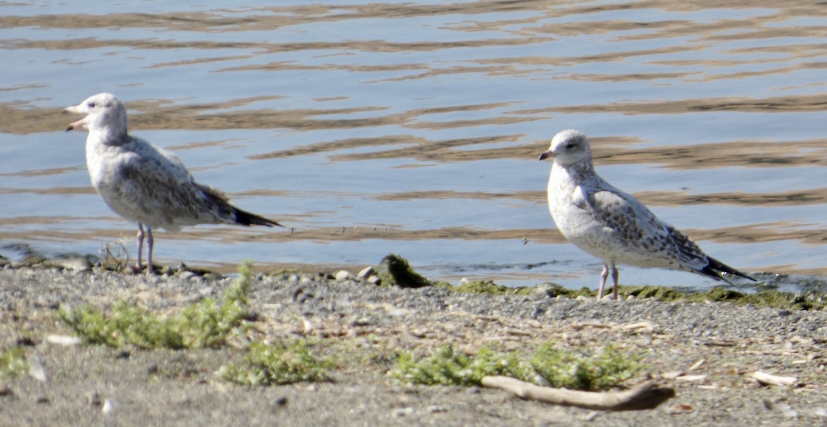 Ring-billed Gull - ML642764786