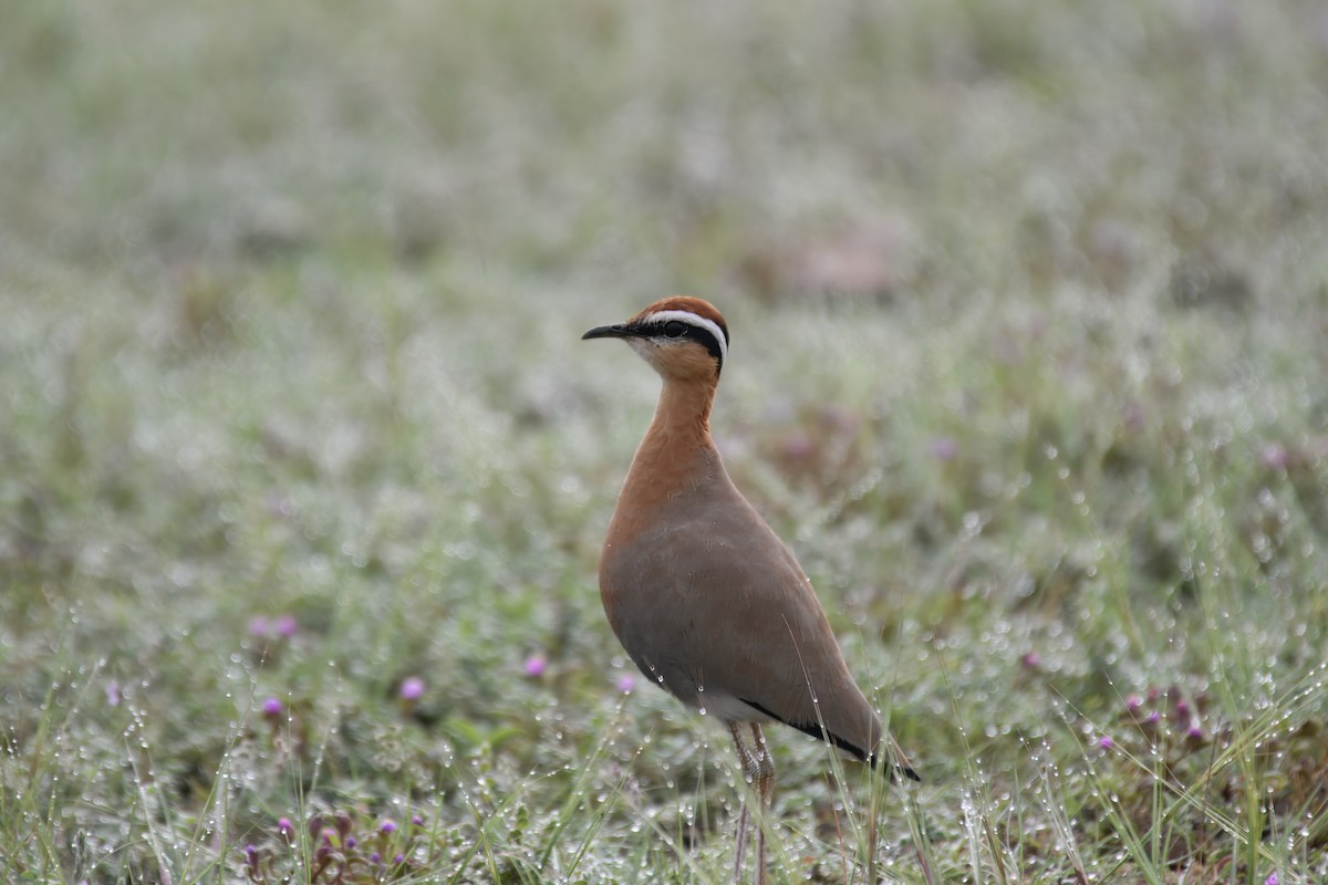 Indian Courser - ML642764787