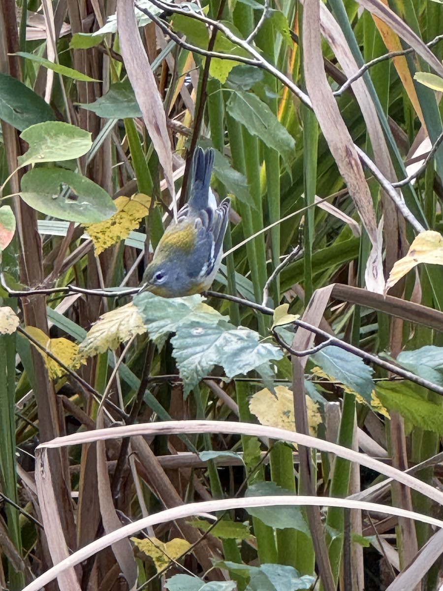 Northern Parula - ML642764788