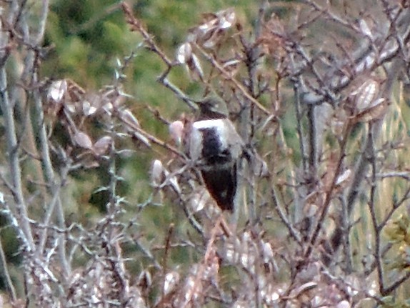 White-sided Hillstar - ML642764790