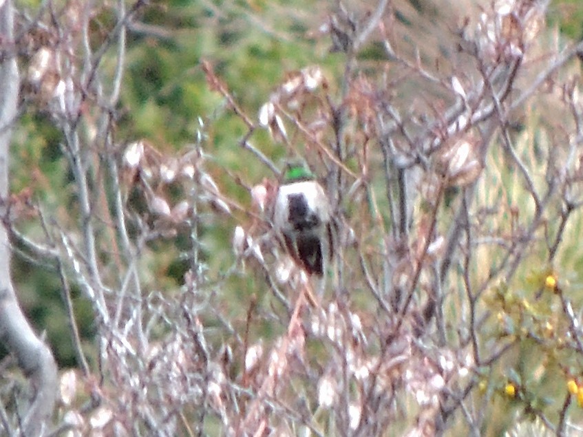 White-sided Hillstar - ML642764791