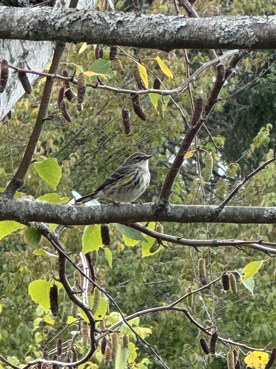 Yellow-rumped Warbler - ML642764797