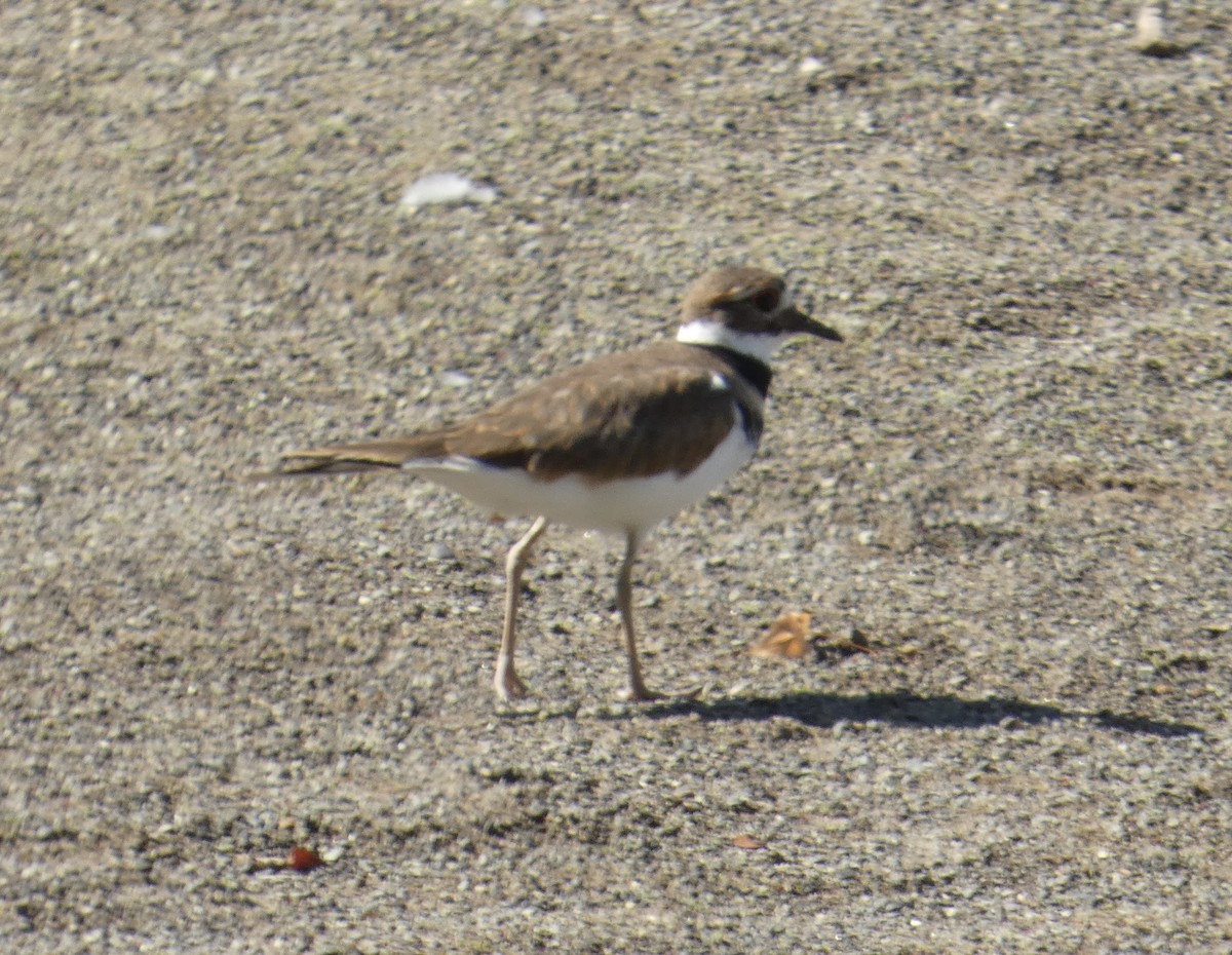 Killdeer - ML642764799