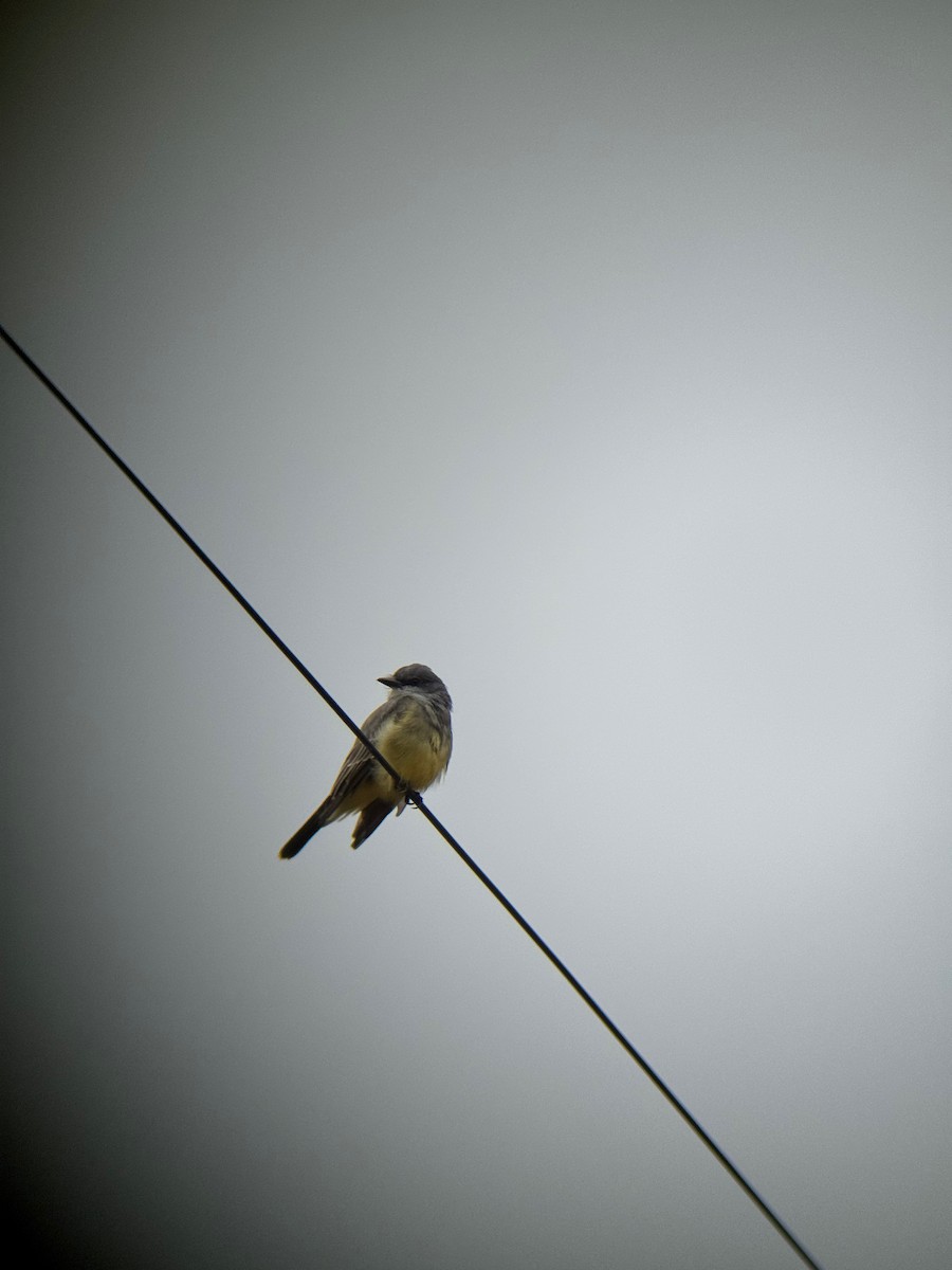 Cassin's Kingbird - ML642764808