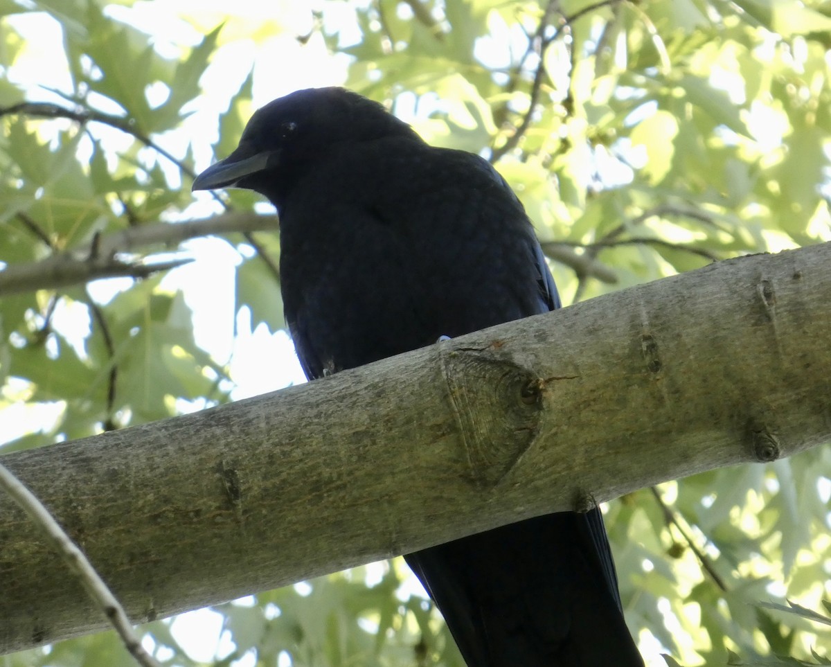 American Crow - ML642764813