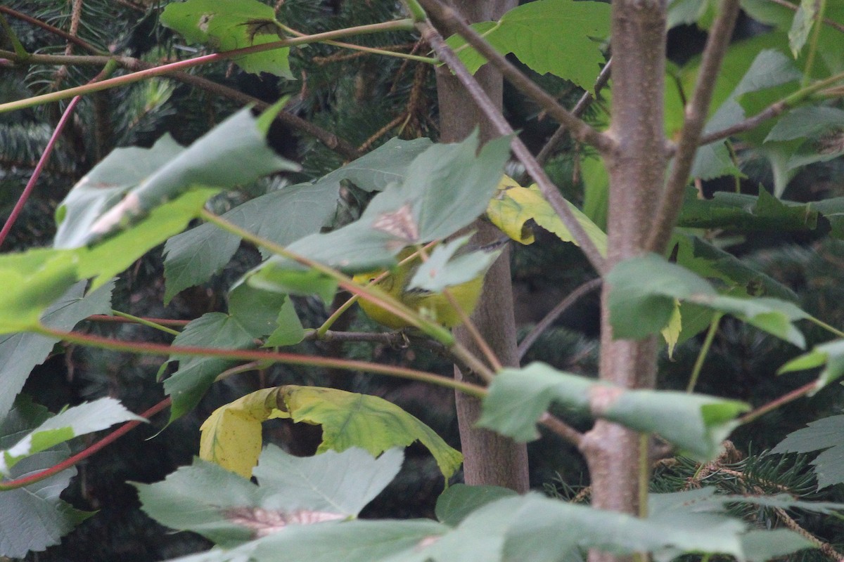 Blue-winged Warbler - ML642764816