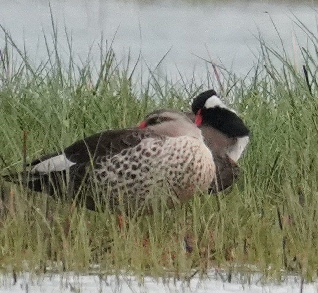 Indian Spot-billed Duck - ML642764817