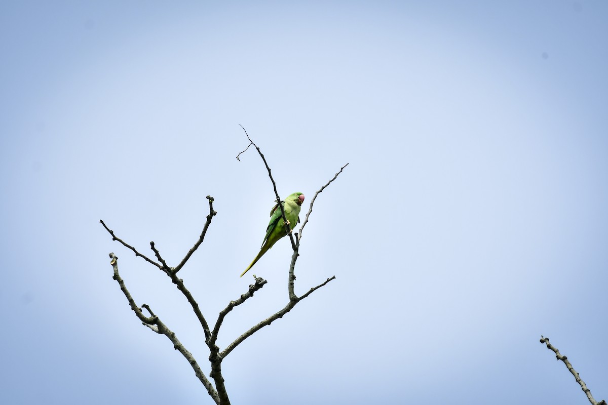 Alexandrine Parakeet - ML642764821
