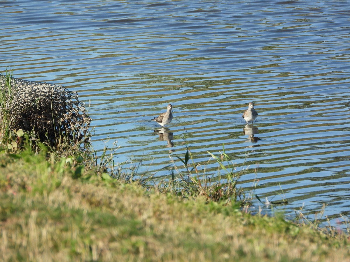 Greater Yellowlegs - ML642764829
