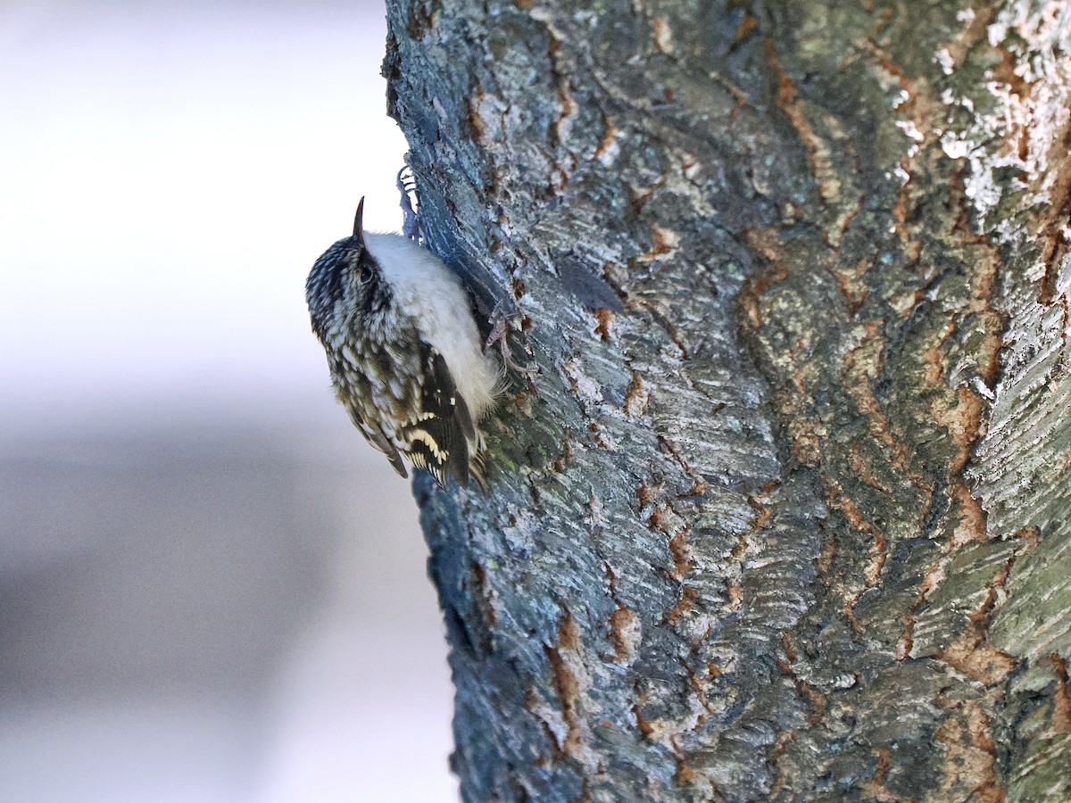 Brown Creeper - ML642764830