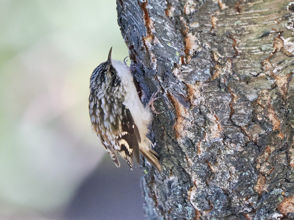 Brown Creeper - ML642764831