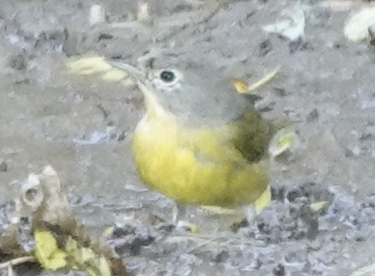 Nashville Warbler - ML642764839