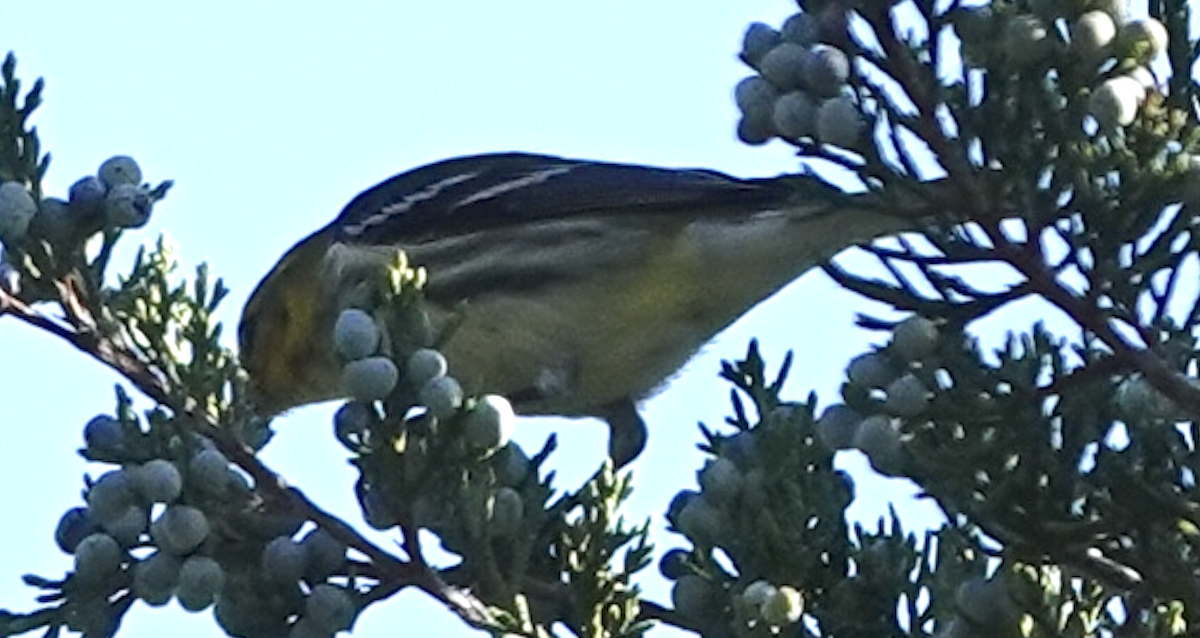 Black-throated Green Warbler - ML642764840