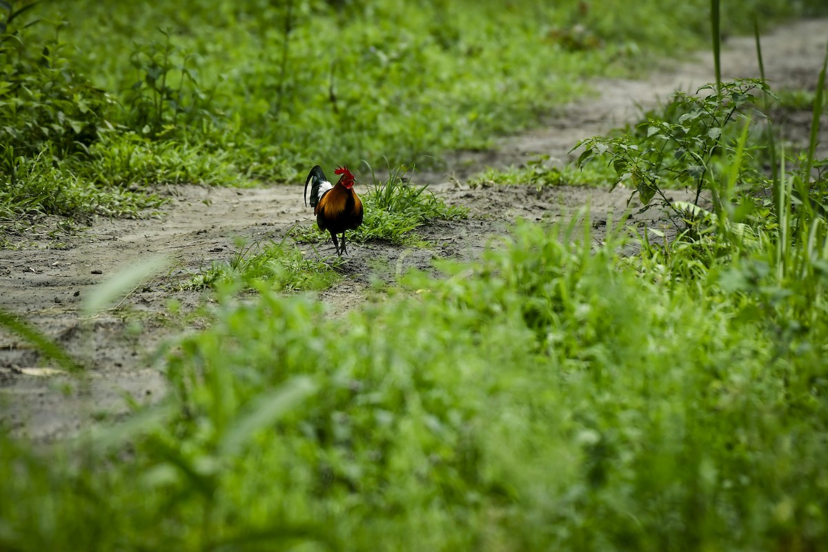 Red Junglefowl - ML642764865
