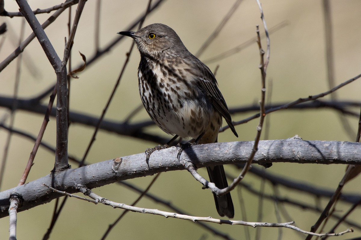 Sage Thrasher - ML642764874