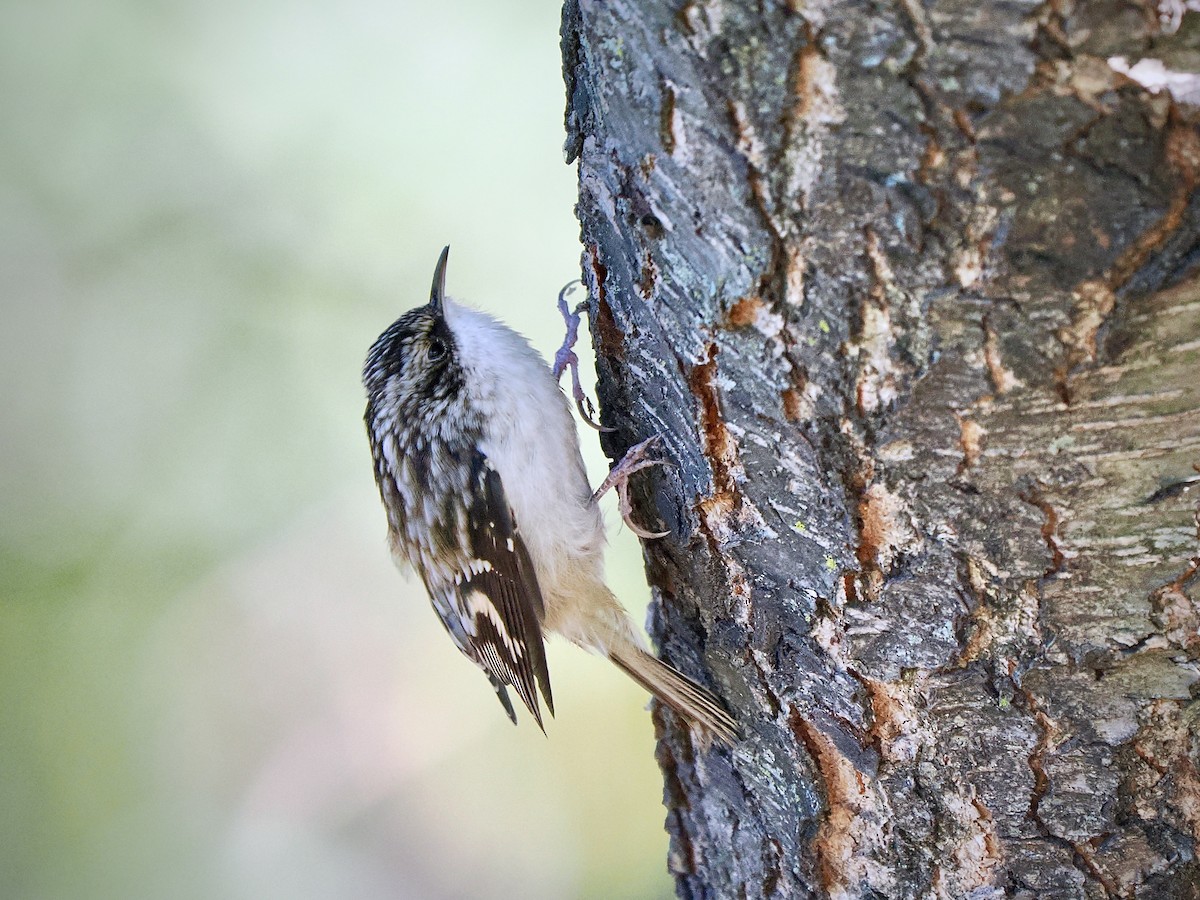 Brown Creeper - ML642764885