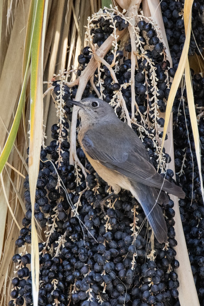 Western Bluebird - ML642764889
