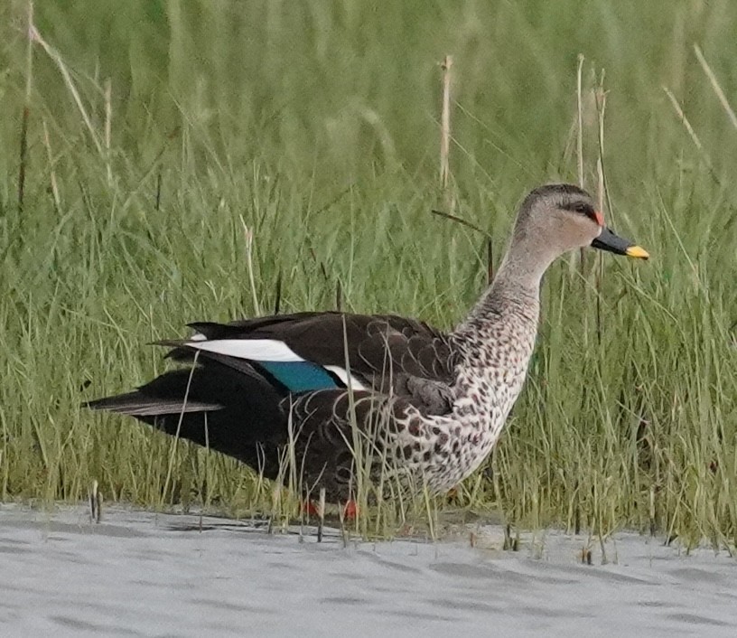 Indian Spot-billed Duck - ML642764890