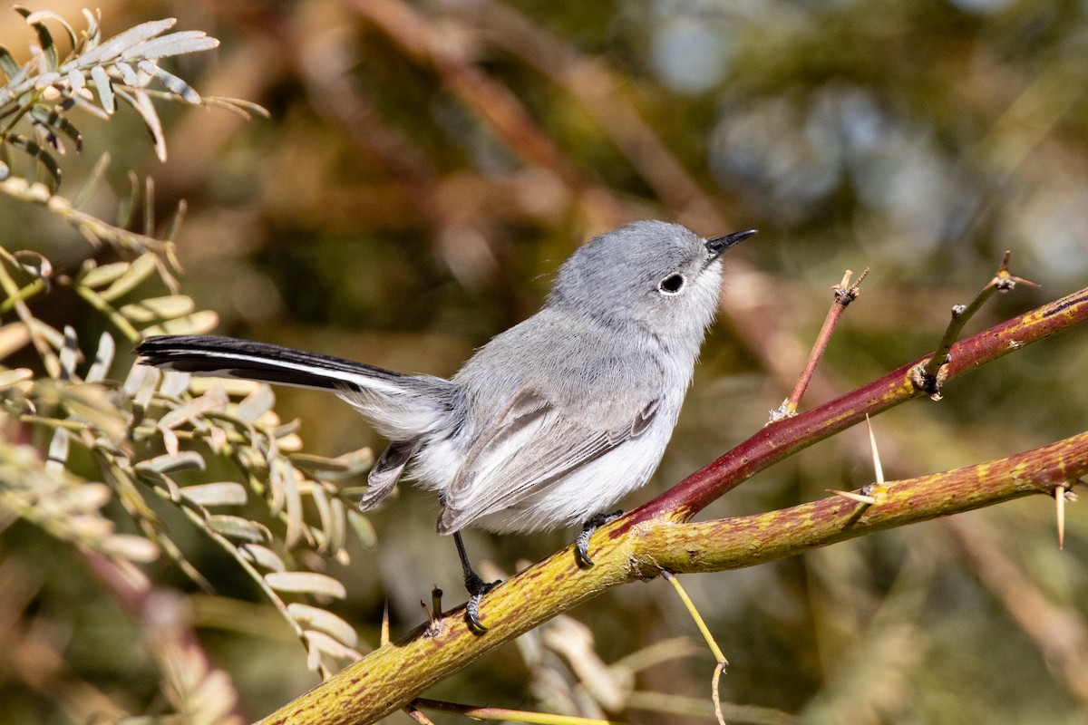 Black-tailed Gnatcatcher - ML642764891