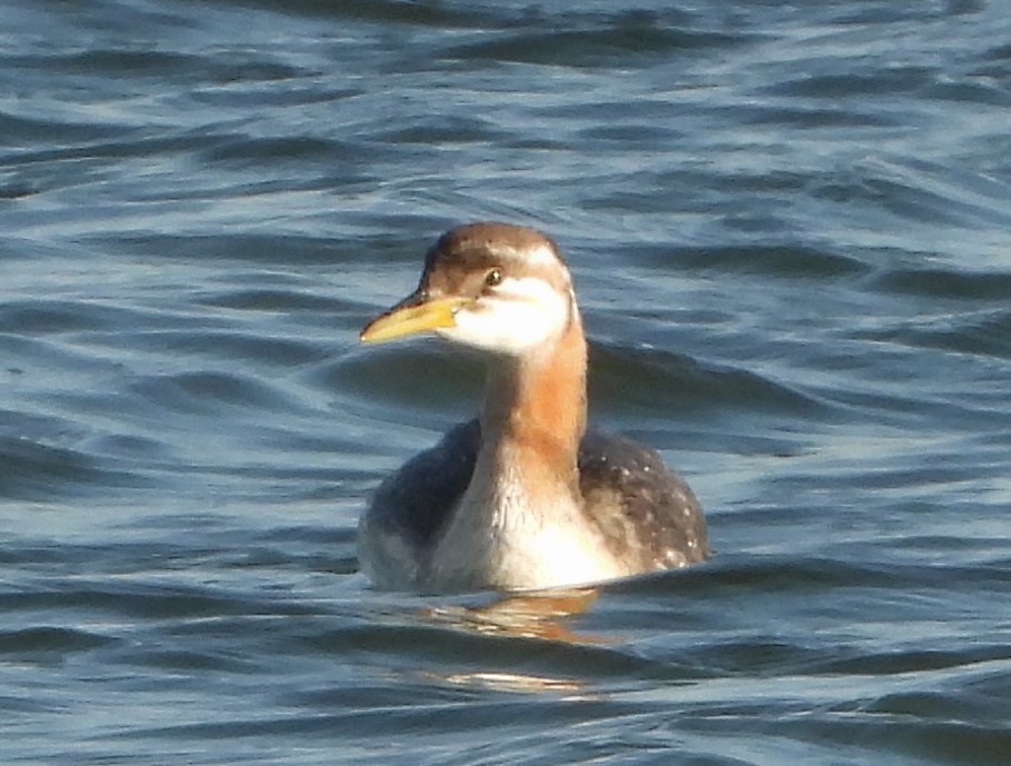 Red-necked Grebe - ML642764895