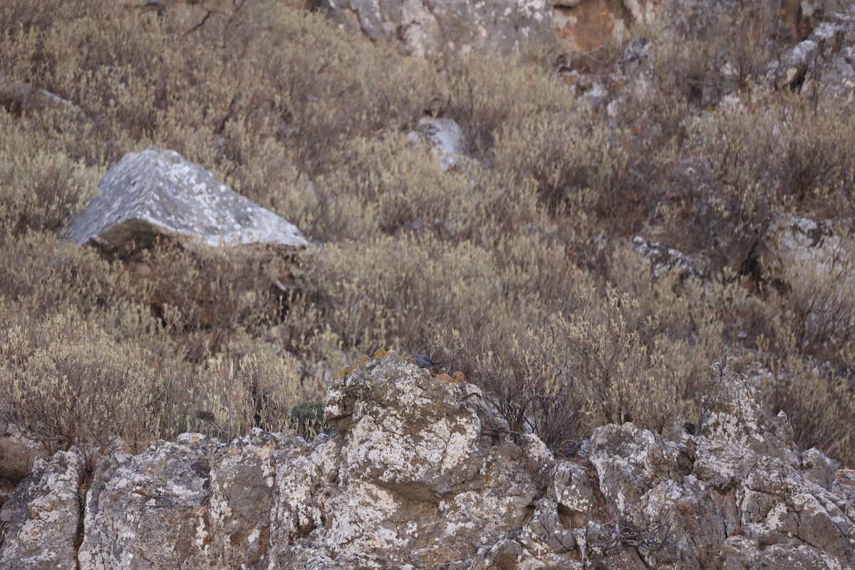 Цэнхэр жижир - ML642764913