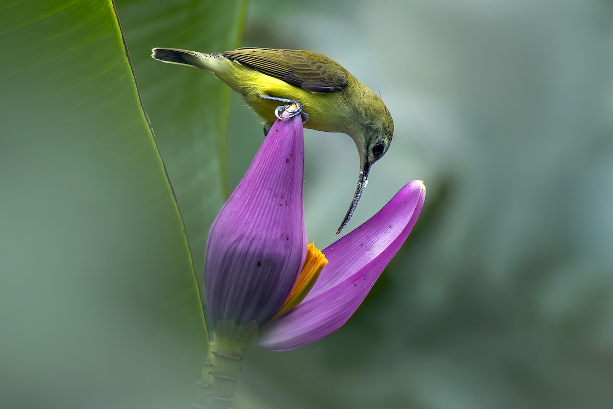 Little Spiderhunter - ML642764917
