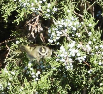 Golden-crowned Kinglet - ML642764926
