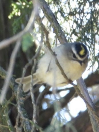 Golden-crowned Kinglet - ML642764927
