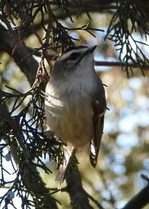 Golden-crowned Kinglet - ML642764928