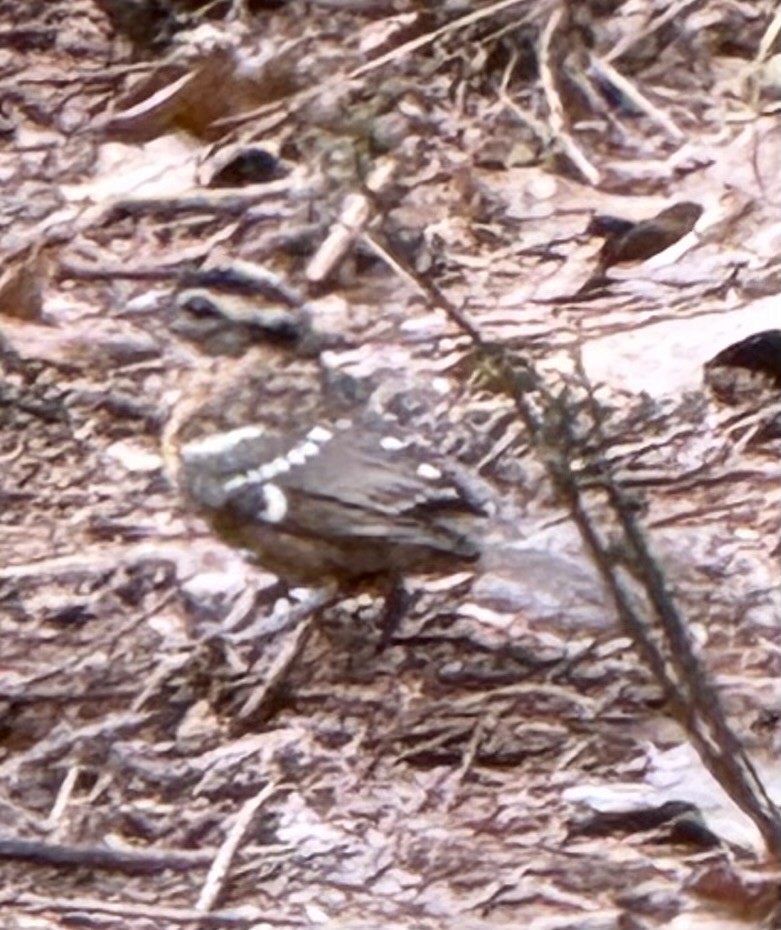 Black-headed Grosbeak - ML642764930