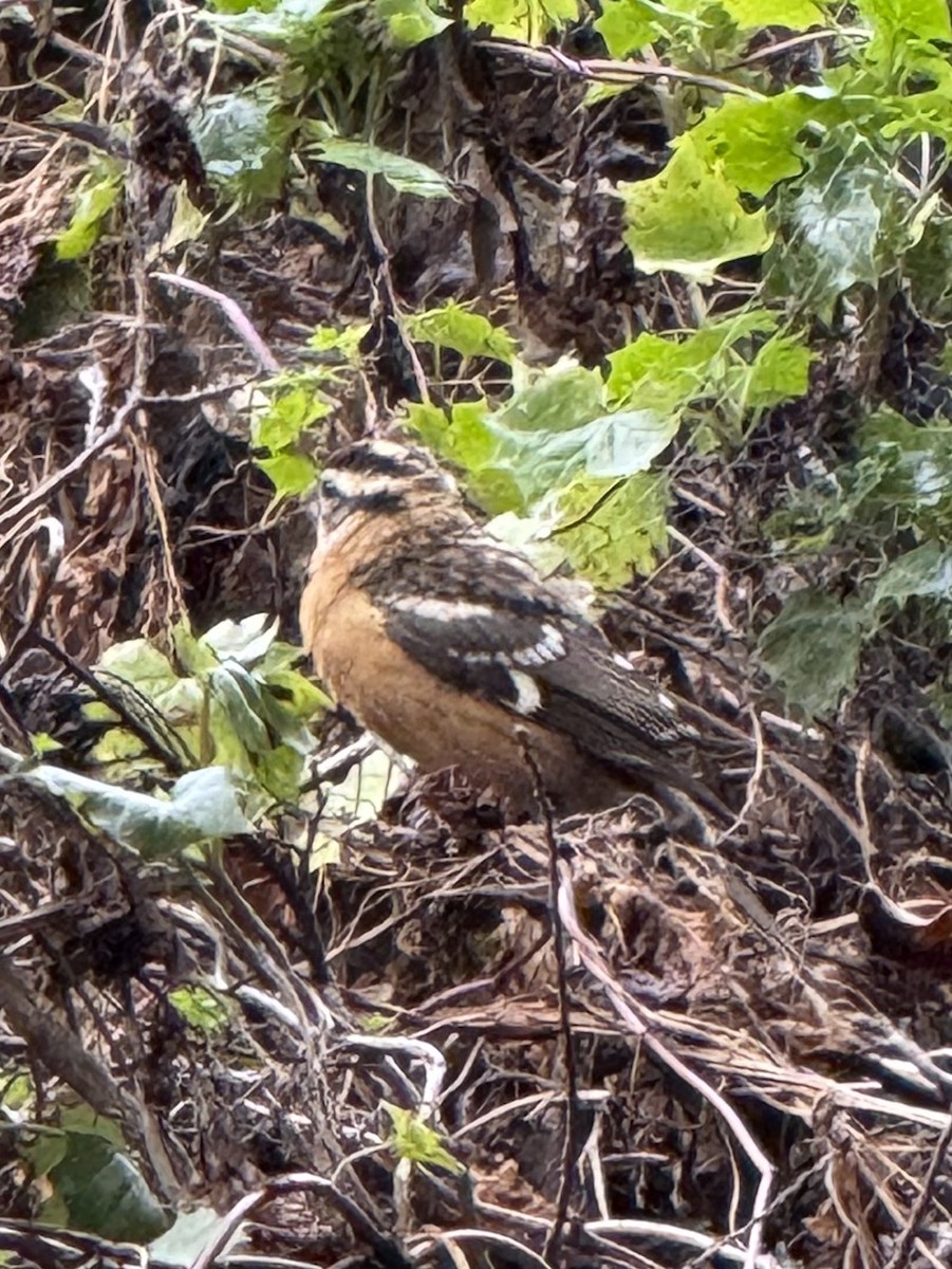 Black-headed Grosbeak - ML642764931